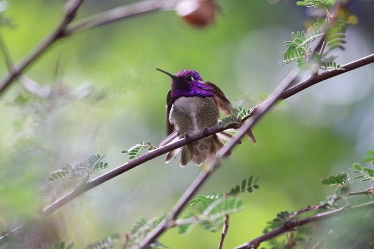 Hummingbird on a Mesquite Tree.