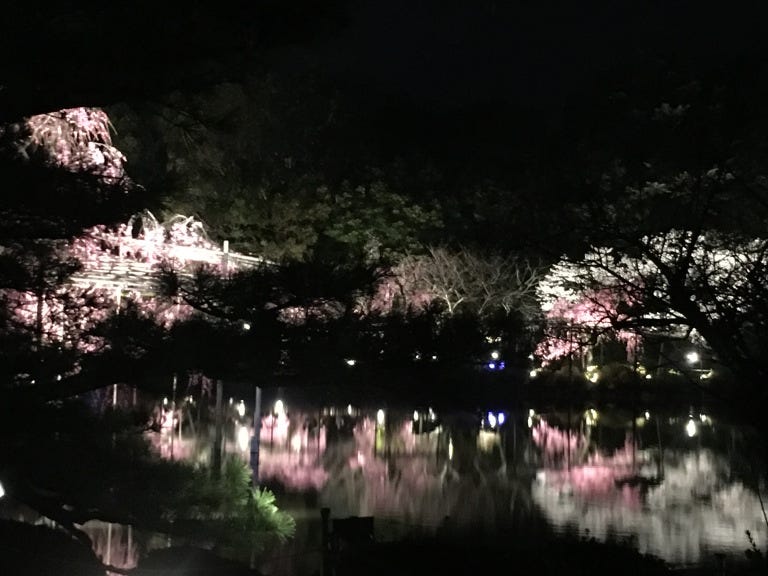 旅遊 京都 只有四天 期間限定平安神宮音樂會 來當櫻花樹下的音樂精靈吧 By Caroline Blog Medium