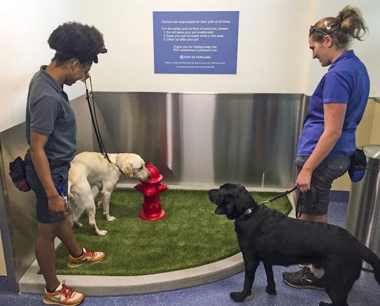 After Dog Dies In Overhead Bin United Introduces Canine Class