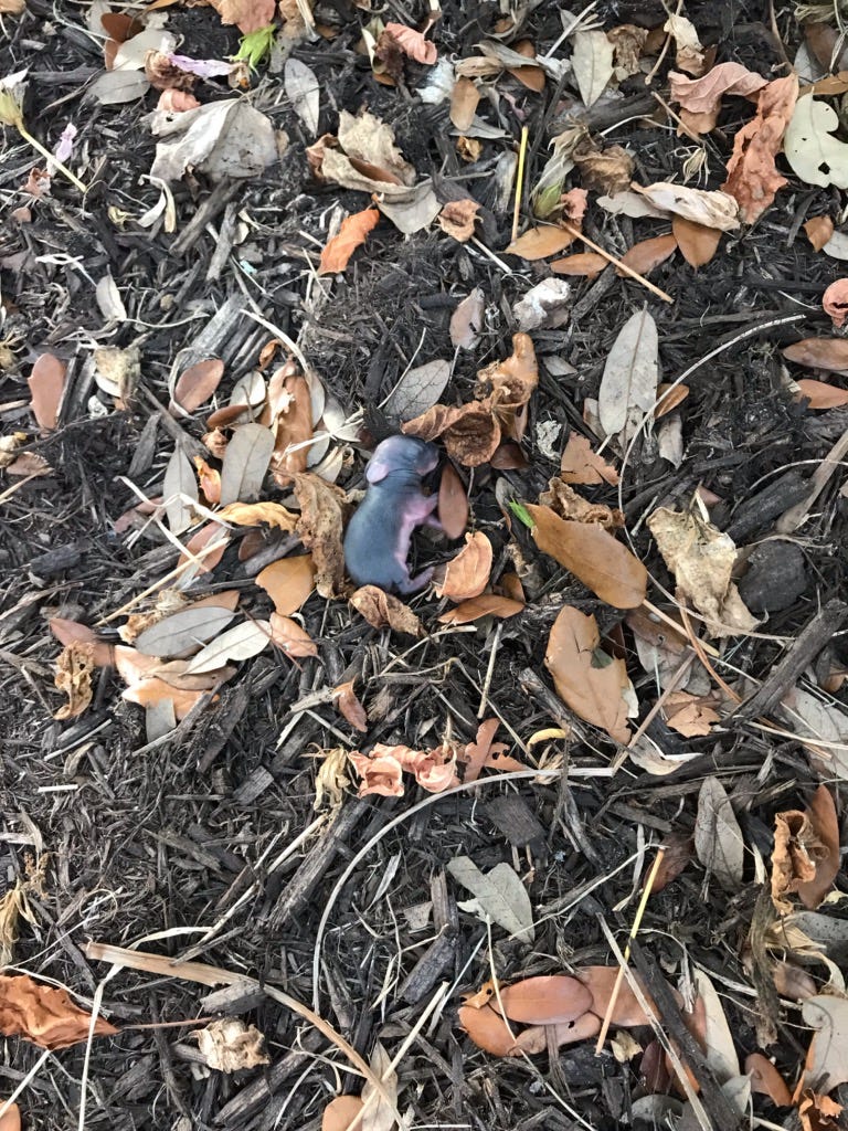 mother rabbit attacking babies