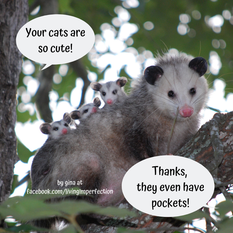 I Ve Stayed Silent For Too Long Opossums Deserve Our Love