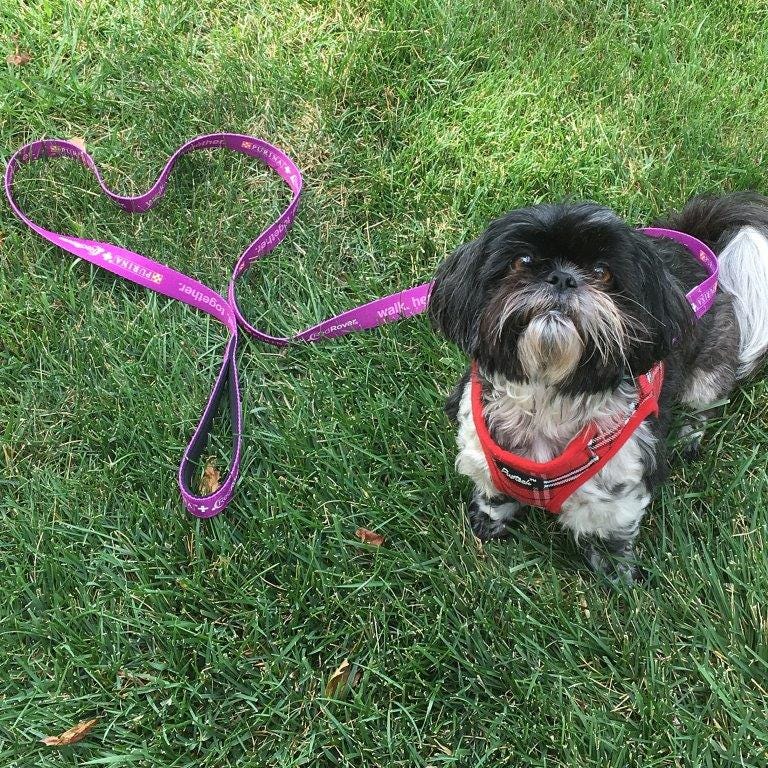 purple leash project