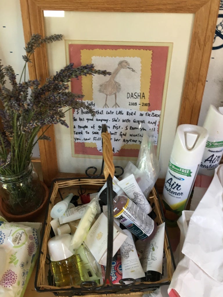 memorial to a bird named Dasha