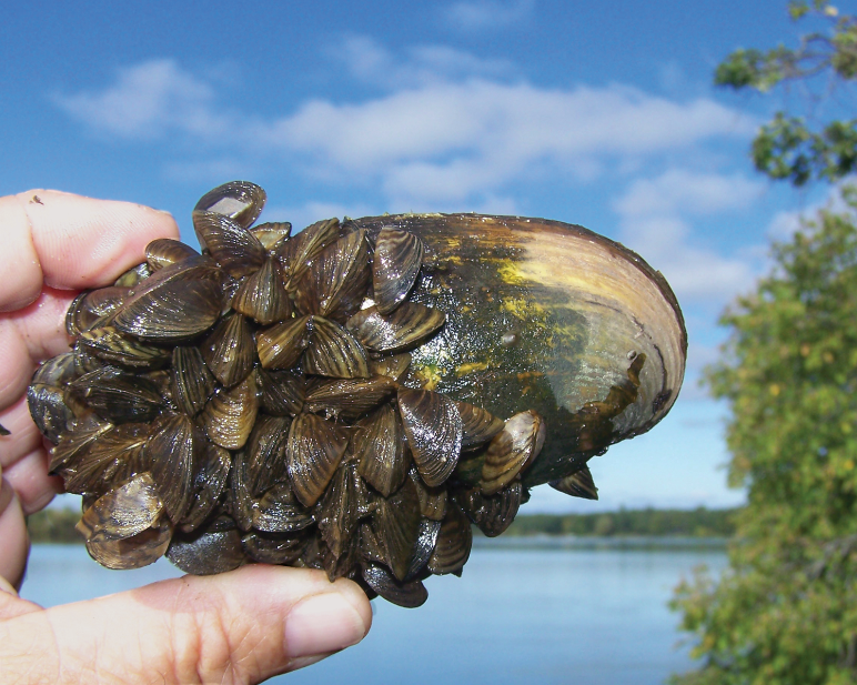 Invasive species: is it our greatest natural threat to the planet’s