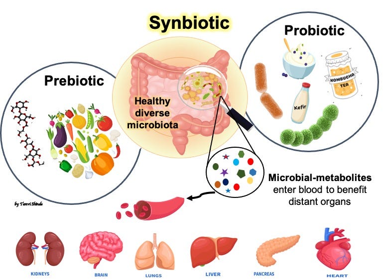 The Dynamic Duo For Your Gut: Probiotic And Prebiotic As Synbiotic To ...