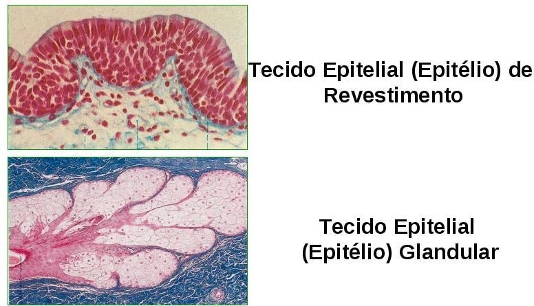 Top 10 Tecido Epitelial Lembra Daquela Epoca Quando Voce Era By Vitoria Dantas Medium