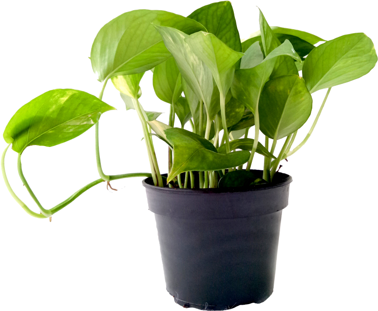 12 NASA airpurifying plants that you must have in your