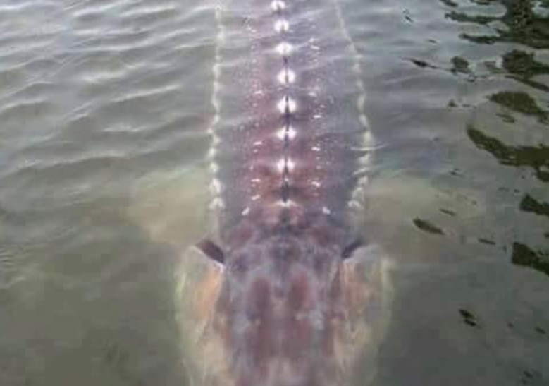 largest freshwater fish in the world