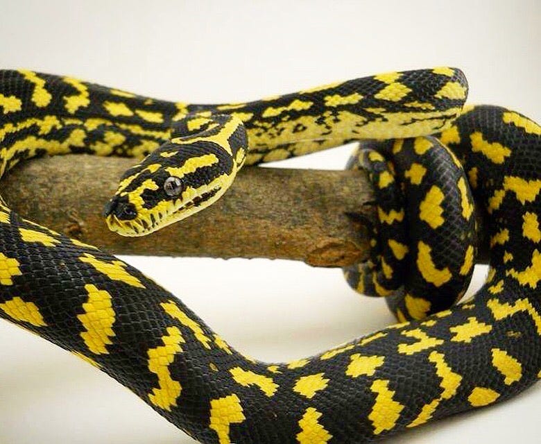 Husbandry Of The Jungle Carpet Python In Captivity Scott Borden