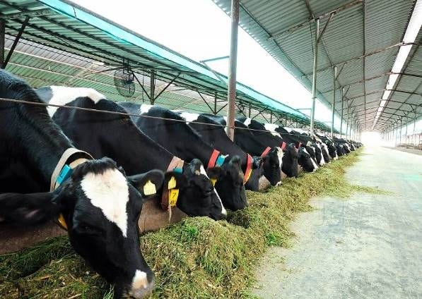 How To Run A Modern Cow Dairy Farm In India By Mittaldairy Farms Medium