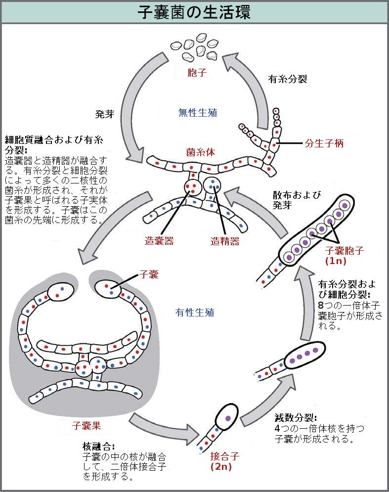 生物学 第2版 第24章 菌類 Japanese Translation Of Biology 2e By Better Late Than Never Medium