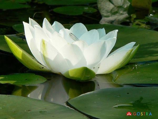 Lotus Flower Symbolisms And Meaning By Gostra Com Medium