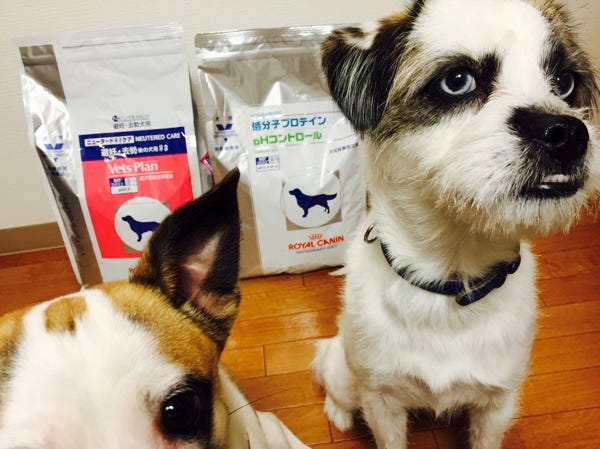 犬の1歳の誕生日会に行ってきました By Daichi Sakota Blog Daichisakota Com 犬の1歳の誕生日会に行ってきました By Daichi Sakota Blog Daichisakota Com