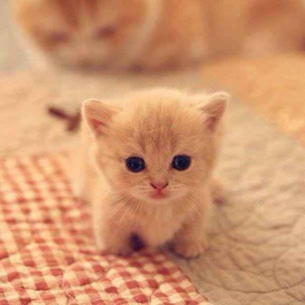 Suprise Cute Cat Gif And More App Download Link Shorturl At Lokw7 Wallpapersticker Sweetcats Wallpaperstickermurah Kittens Kittenplay Catlover Wallpapershabby Catstagram Instacat Seyyid Turgut Medium