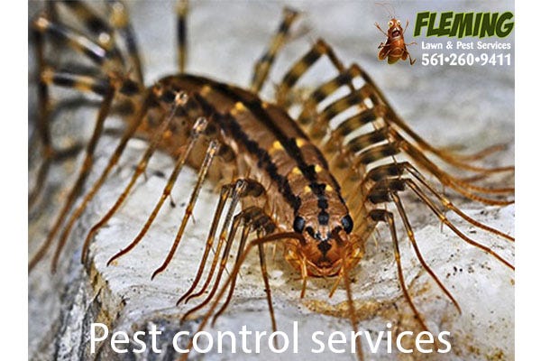 Different Types Of Pest Control Services In Lake Perth By Fleming Lawn Pest Services Medium