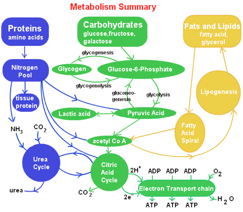 fat burn metabolism