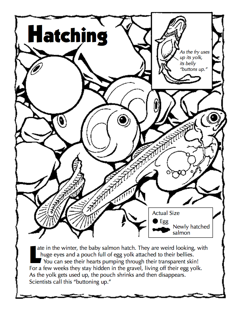 Download Fond Of Fish A Few Free Coloring Books Just For You By U S Fish And Wildlife Service Medium