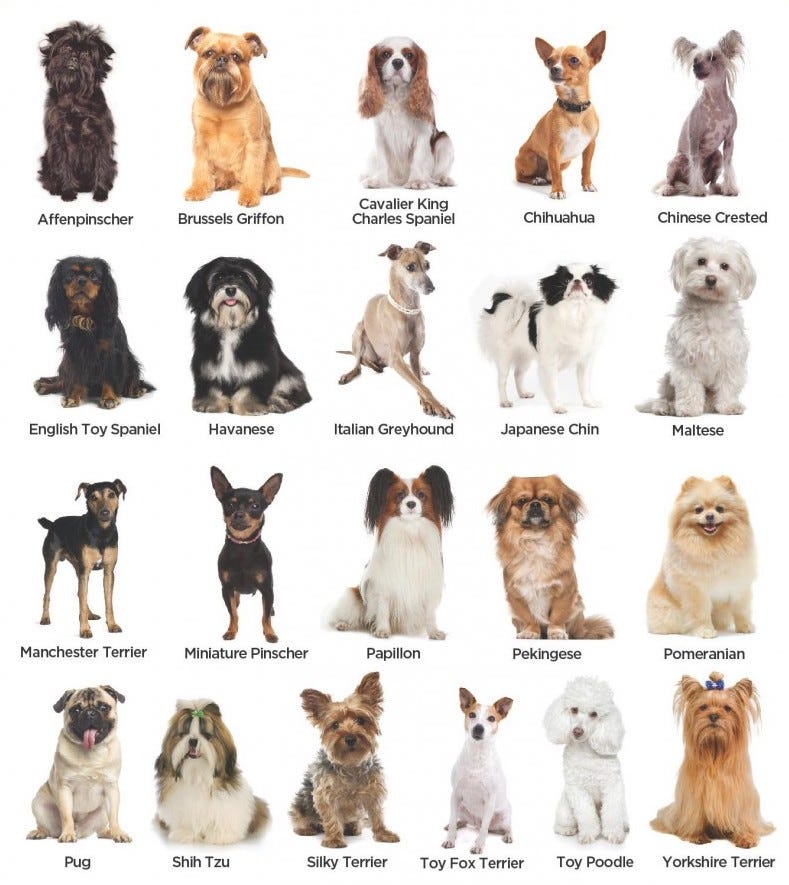 show all dog breeds