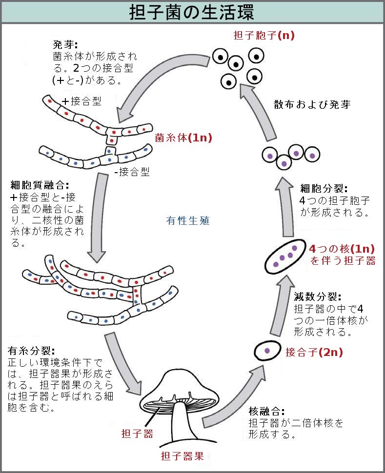生物学 第2版 第24章 菌類 Japanese Translation Of Biology 2e By Better Late Than Never Medium 生物学 第2版 第24章 菌類 Japanese Translation Of Biology 2e By Better Late Than Never Medium