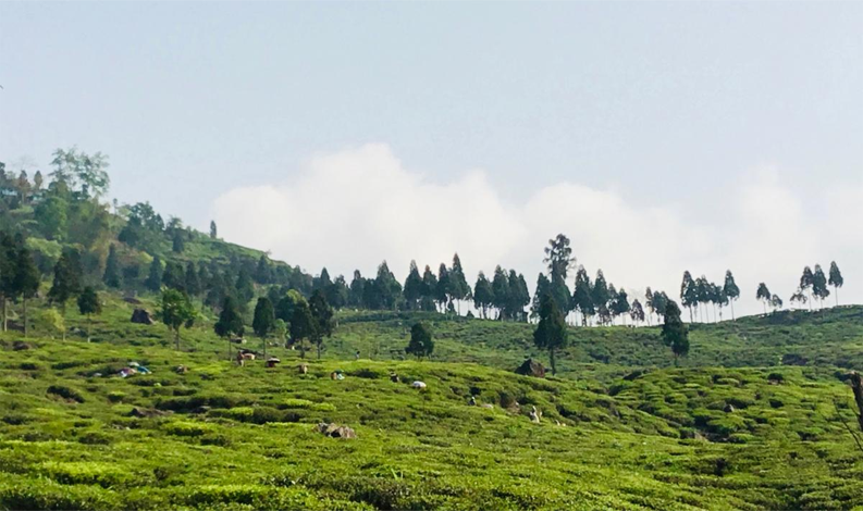 know about the darjeeling tea price by darjeeling tea direct medium know about the darjeeling tea price