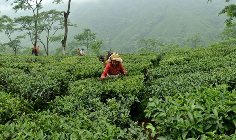know about the darjeeling tea price by darjeeling tea direct medium know about the darjeeling tea price