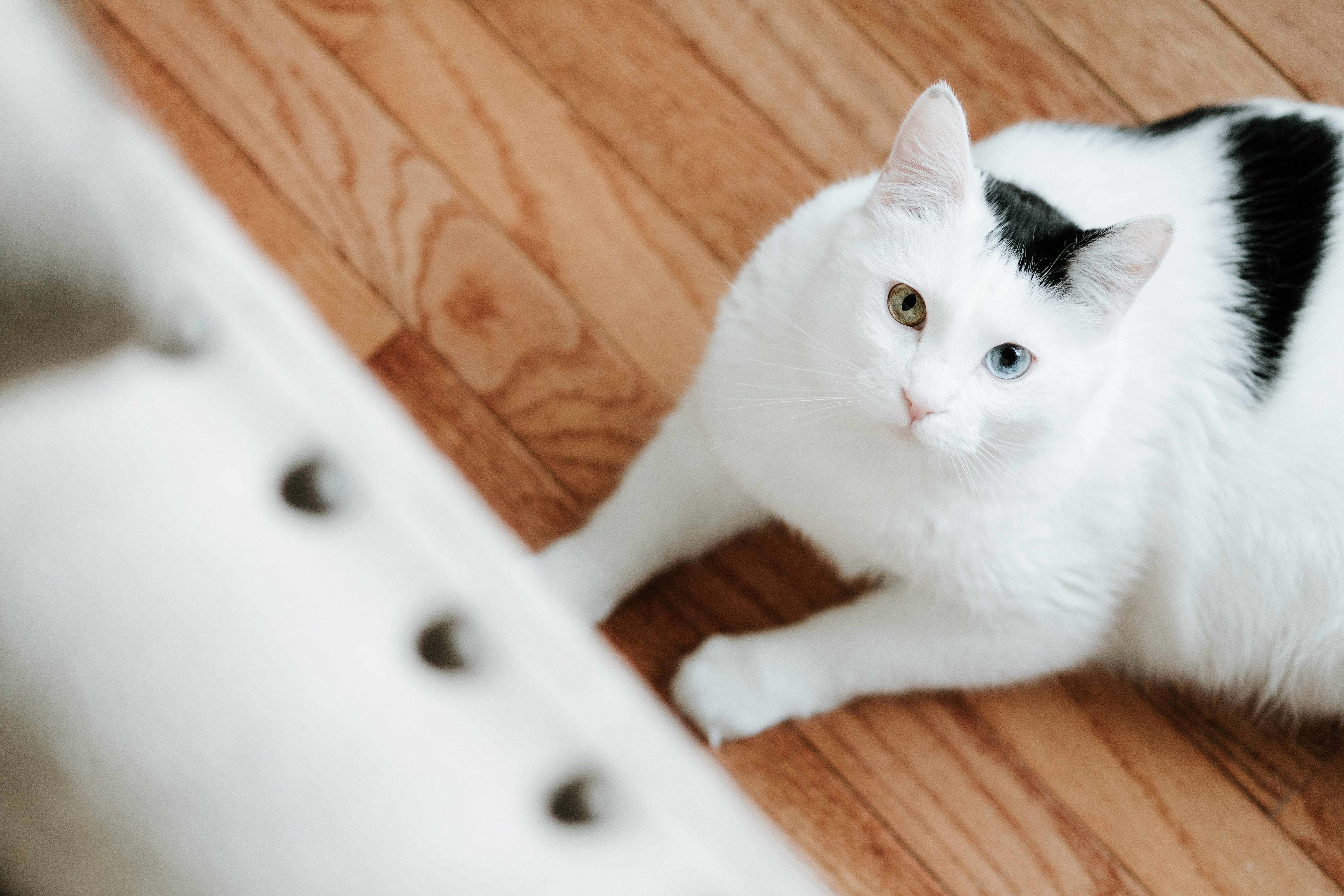 Pet Proof Flooring Rebecca Rogers Medium