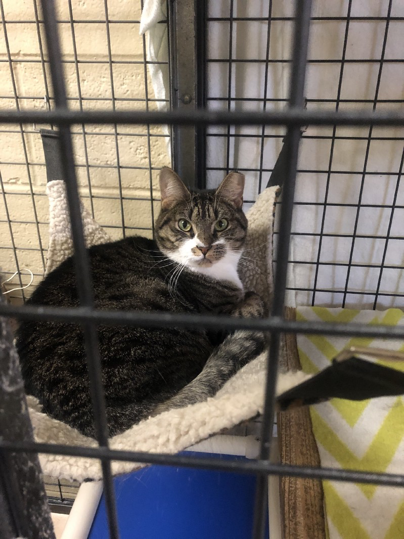 New York Legislature weighing pet sale ban by LIAdvocate The Long