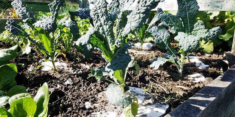 10 Winning Organic Garden Pest Control Methods Gillian Blanchard