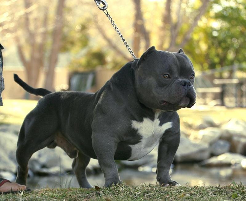 bully and english bulldog mix