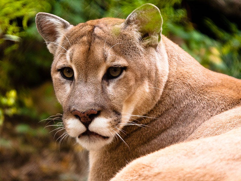 second largest cat
