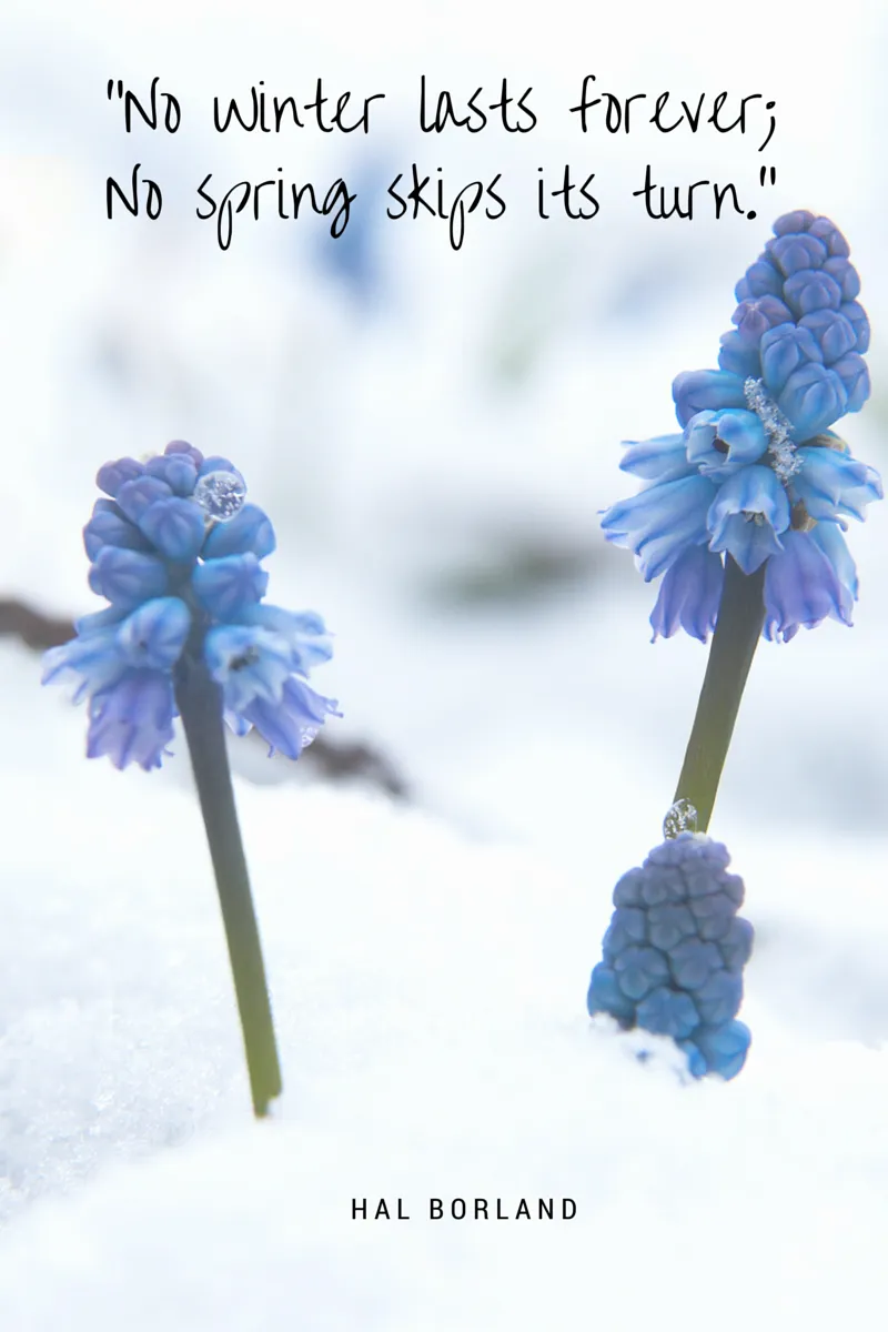 Winter Before Spring Chapter 1 If Winter comes, can Spring be far behind? | by Aarushi Garg | Jul