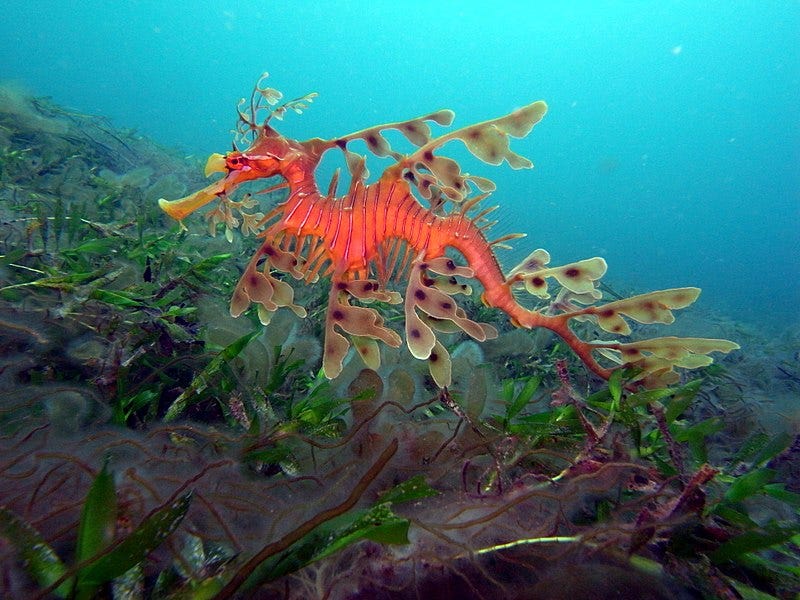 New Sea Dragon Aquarium Display Opens In California