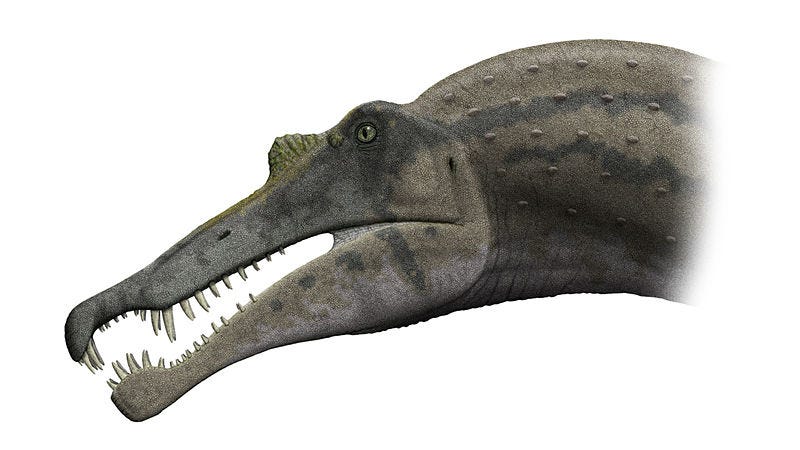 dinosaur with sail on head