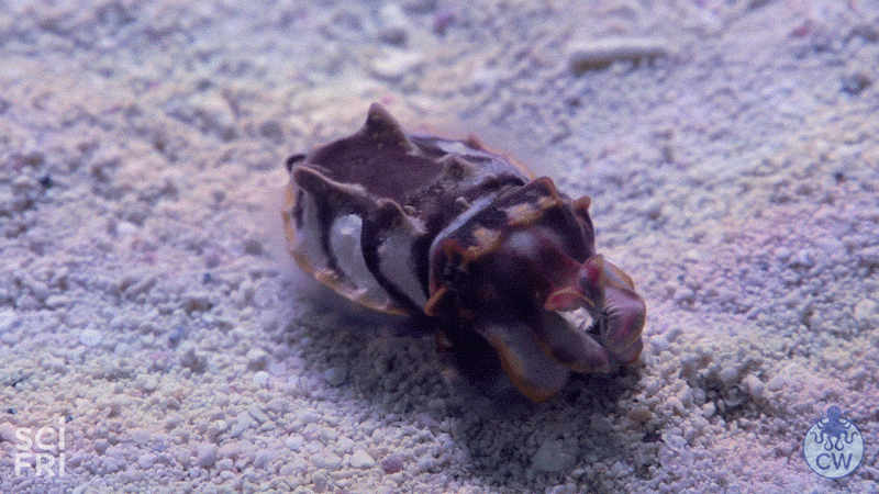 The Flamboyant Cuttlefish Is Dazzling But Is It Venomous By Xochitl Garcia Science Friday Spoonfuls Medium
