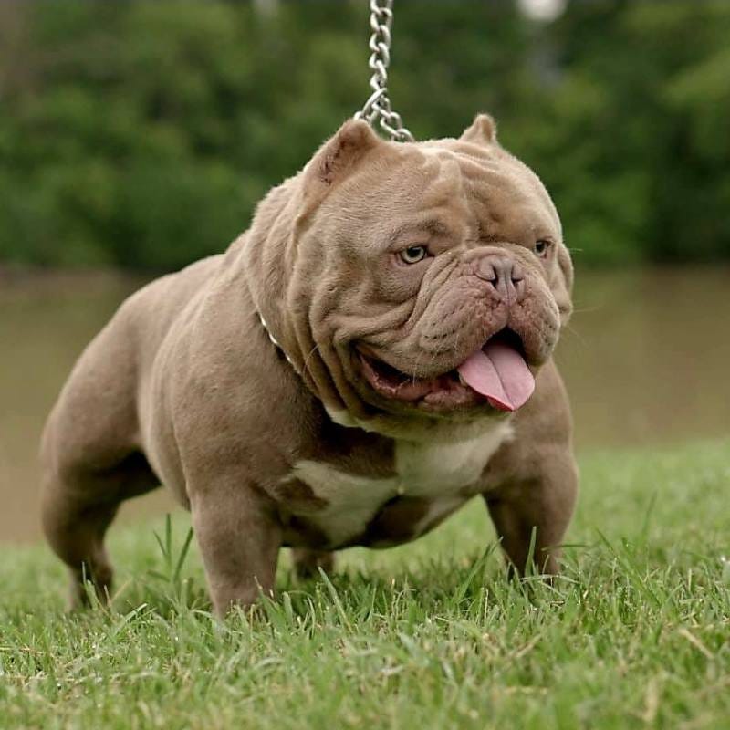 The Exotic Bully And The Clean Exotic By Bully King Magazine Bully King Magazine Medium