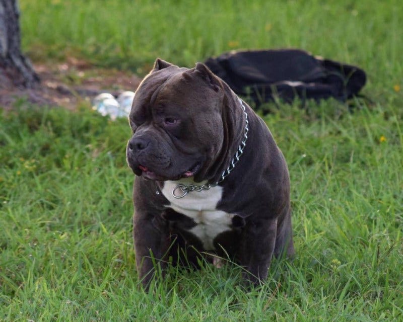 american bully dog cost