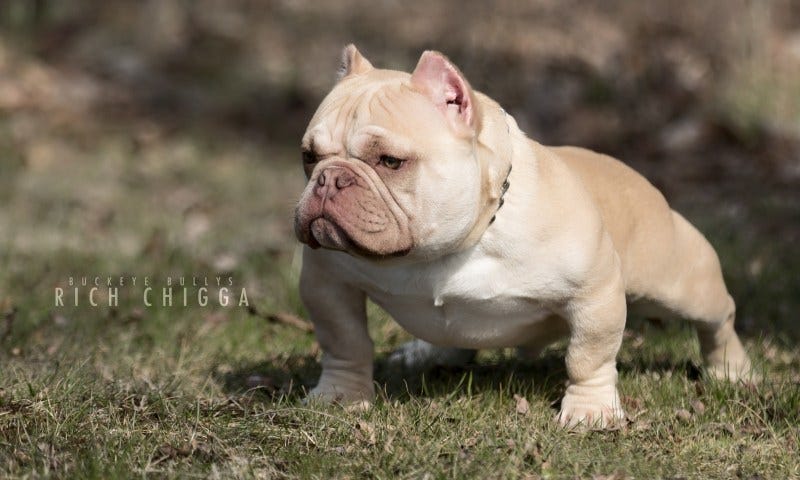 smallest american bully