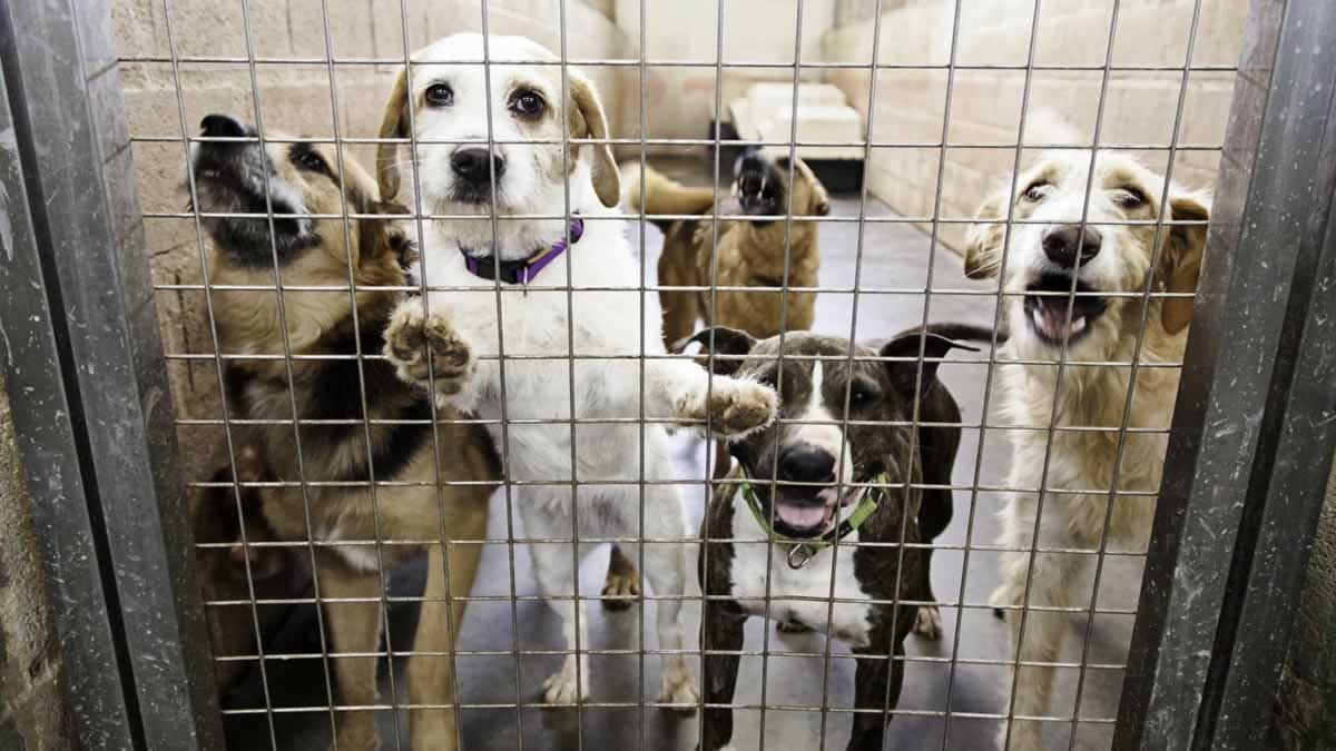 Consequences of Stray Dogs Overpopulation in Asia | by Don Gochi | Medium