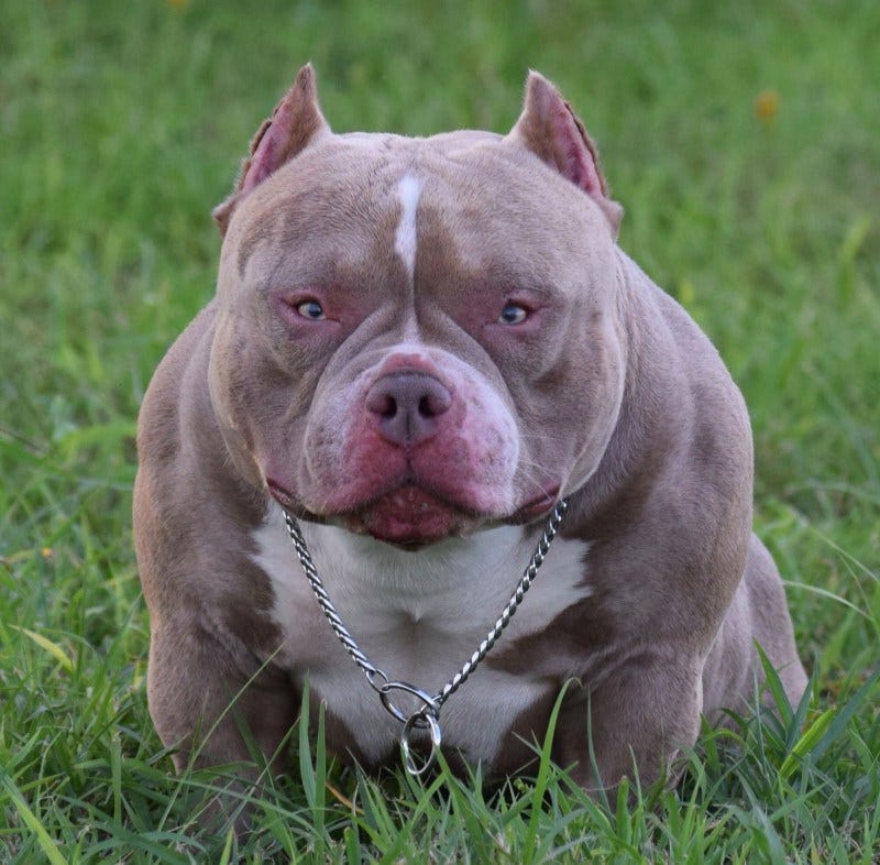 american bully puppy blue