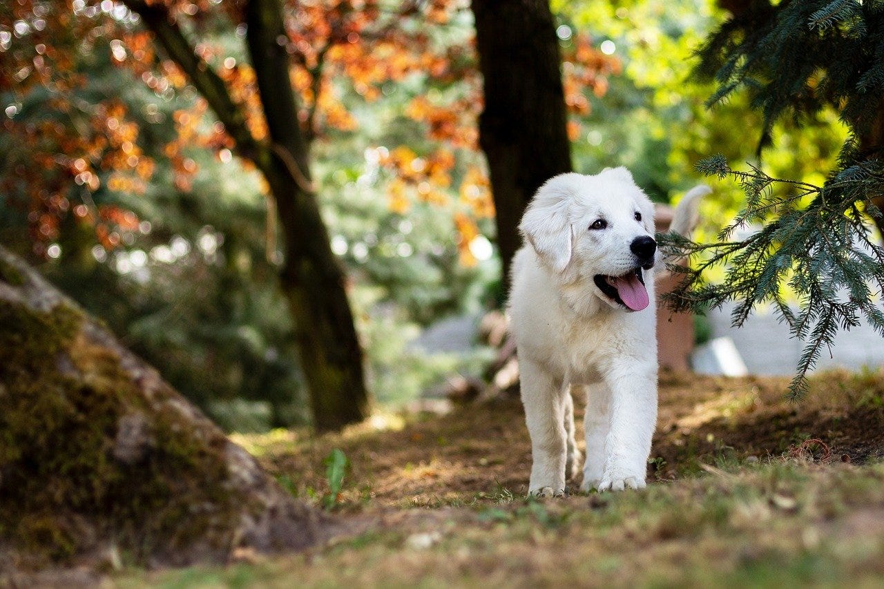 A picture of a delightfully happy white dog moseying through the woods.