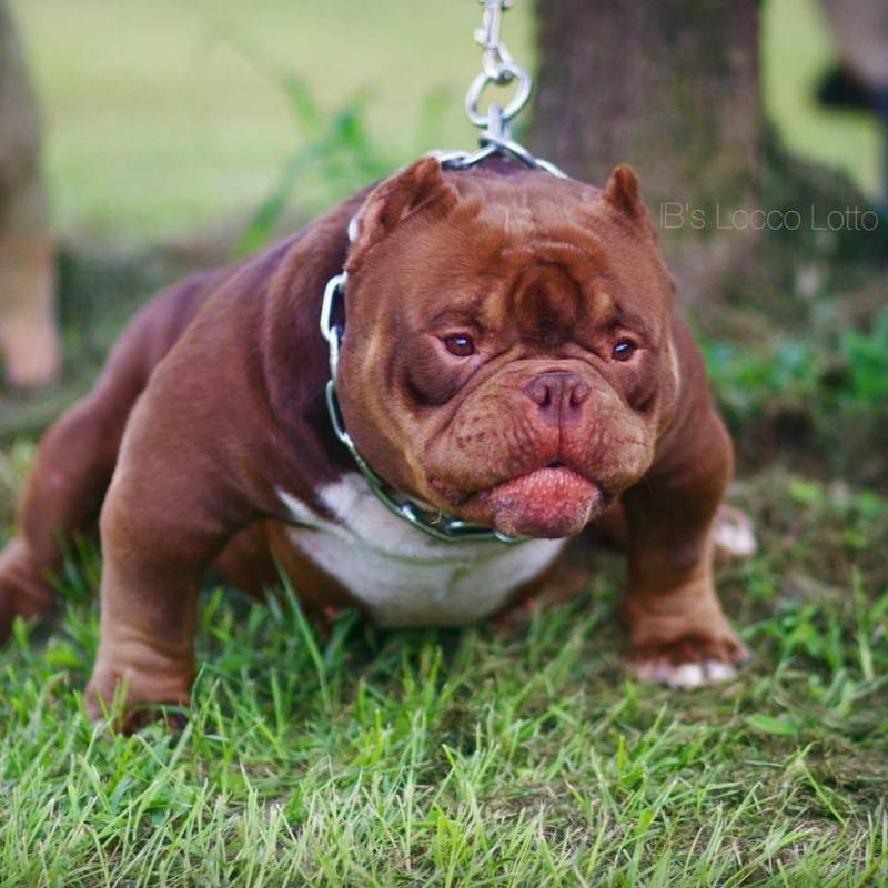 miniature exotic bully