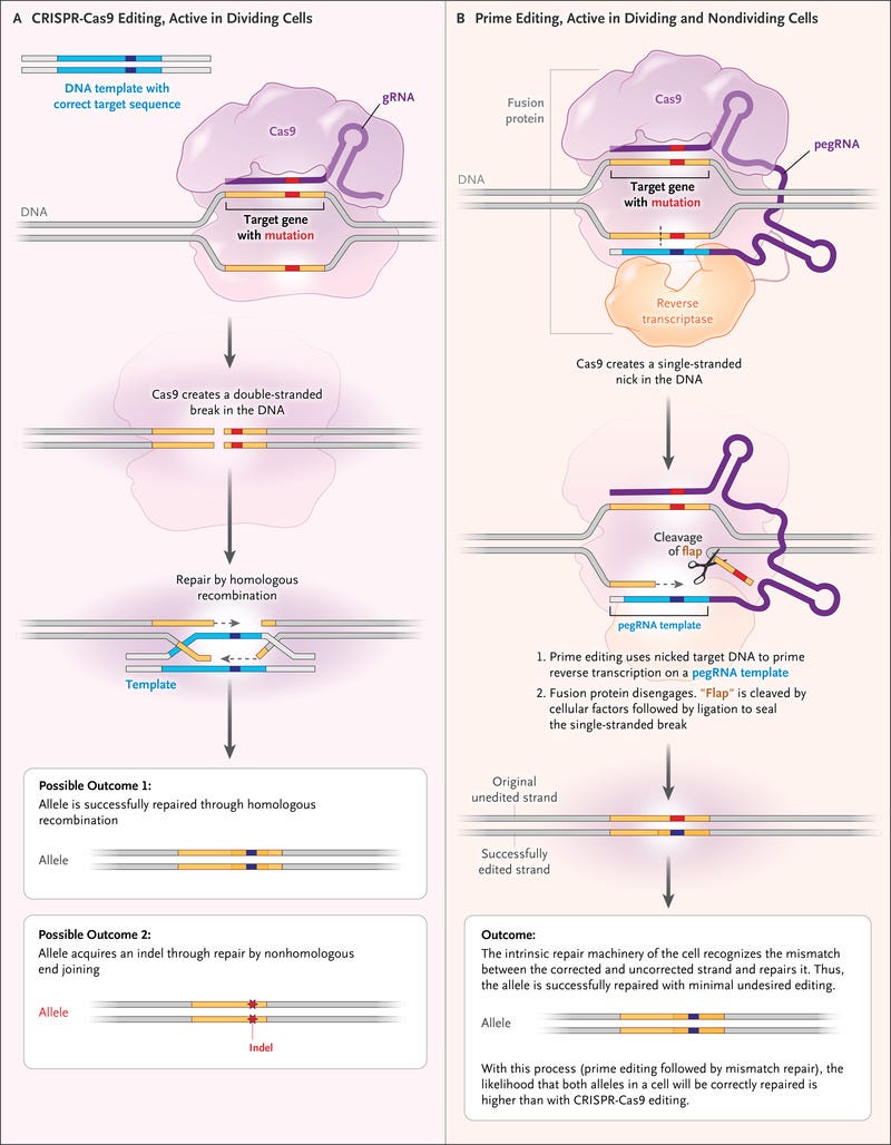 Bringing gene editing into it’s prime Prime Editing Technology by Francesca Bizzarri Jul