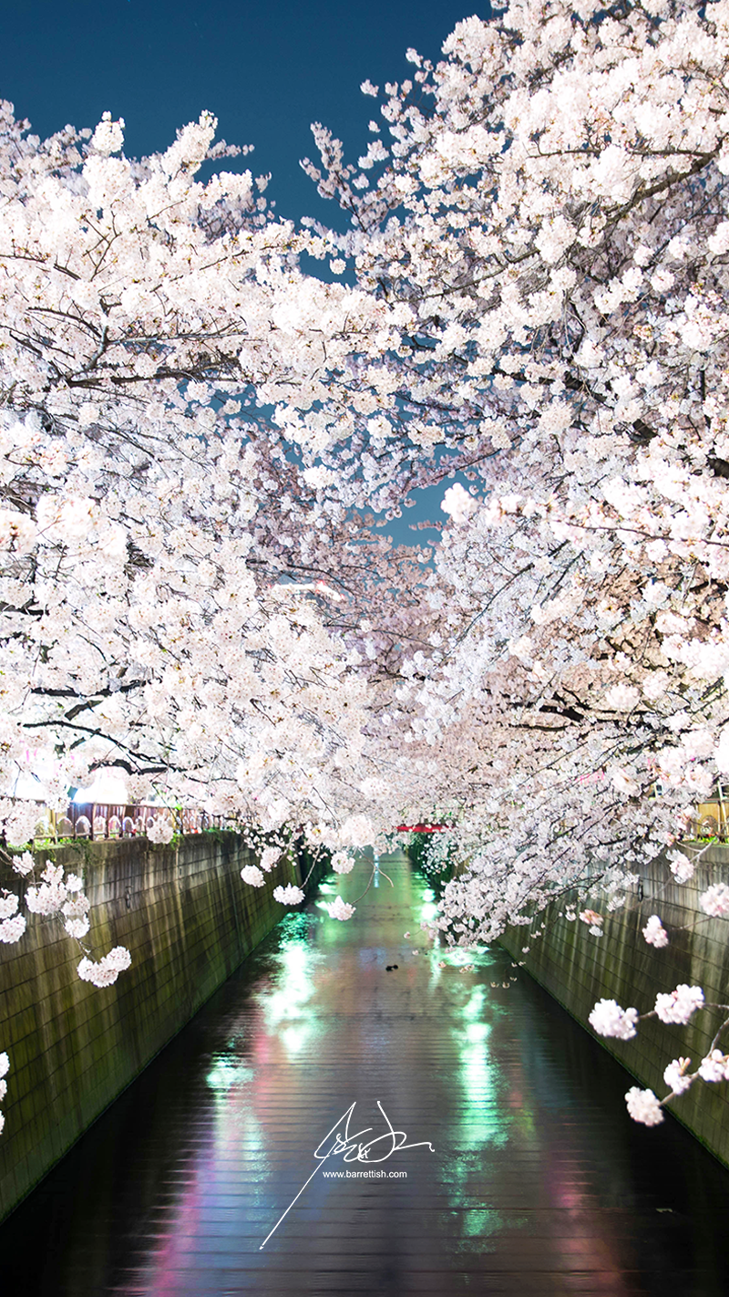 Japan’s Cherry Blossom Wallpapers - Barrett Ishida - Medium