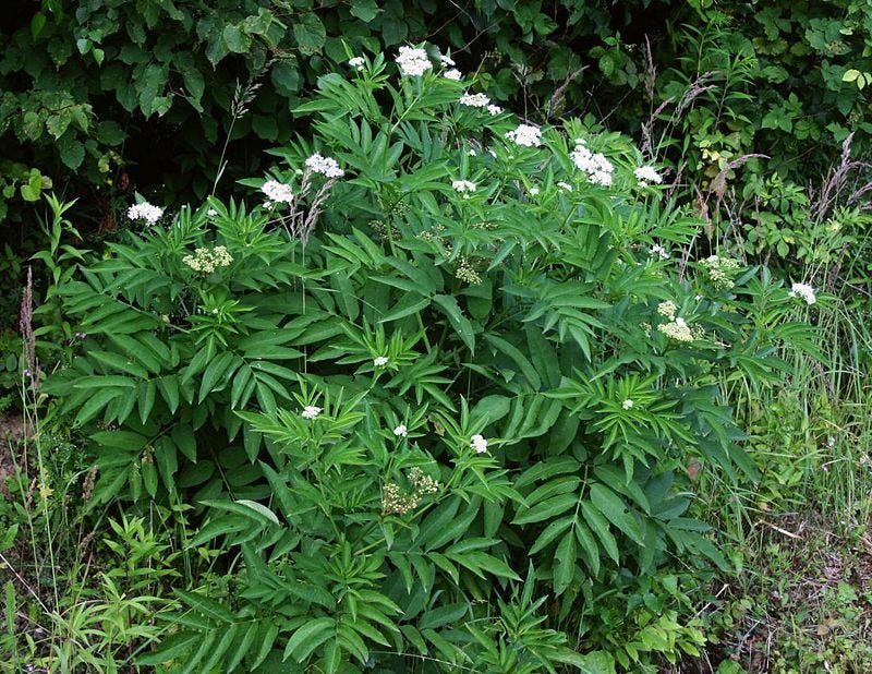 Sambucus что это такое. Смотреть фото Sambucus что это такое. Смотреть картинку Sambucus что это такое. Картинка про Sambucus что это такое. Фото Sambucus что это такое