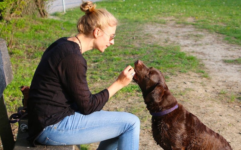 raw chicken liver for dogs