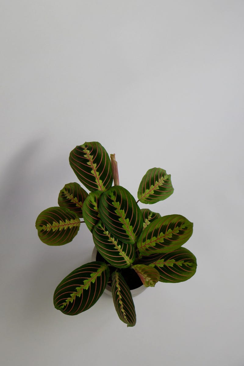 Maranta: the best for serenity