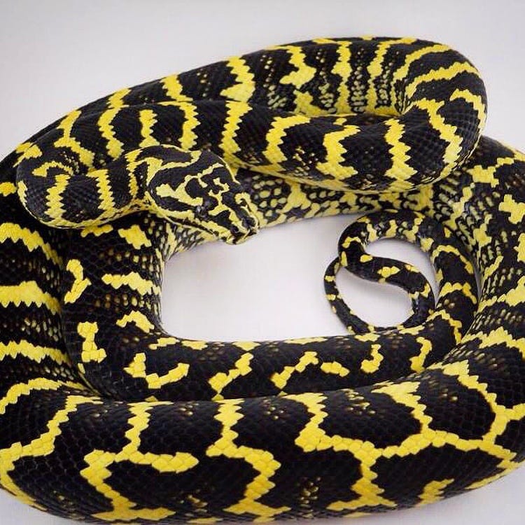 Husbandry of the Jungle Carpet Python in Captivity by Scott Borden