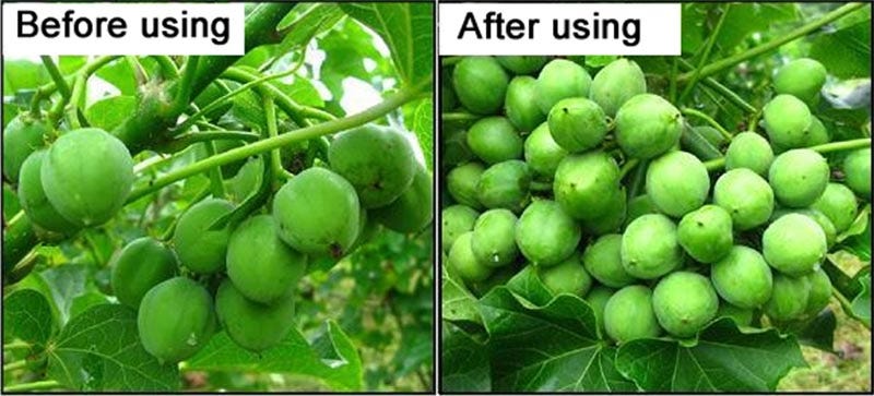 Hot Sale Plant Growth Regulator Gibberellic Acid GA3 90 TC