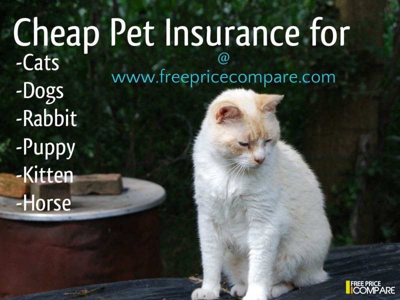 Affordable Pet Insurance Uk Is Known As The Nation Of Pet By Freepricecompare Medium