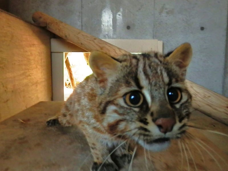 Let’s go see the Tsushima Leopard Cat! by International House
